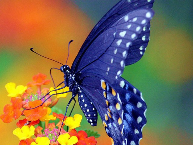 Все о бабочках в Мурманске | ЗооТом портал о животных