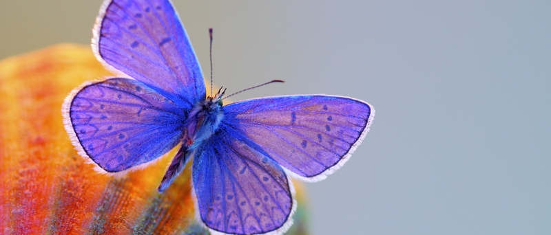 Все о бабочках в Мурманске | ЗооТом портал о животных