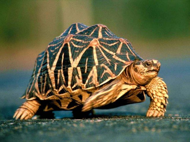 Все о черепахах в Мурманске | ЗооТом портал о животных