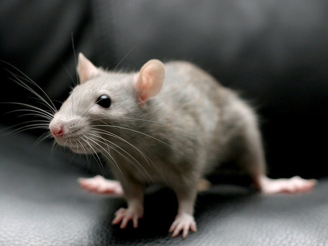 Все о крысах в Мурманске | ЗооТом портал о животных