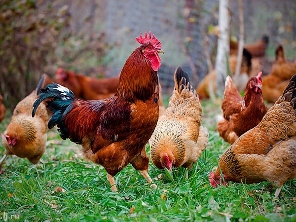 Породы куриц | ЗооТом - продажа, вязка и услуги для животных в Мурманске