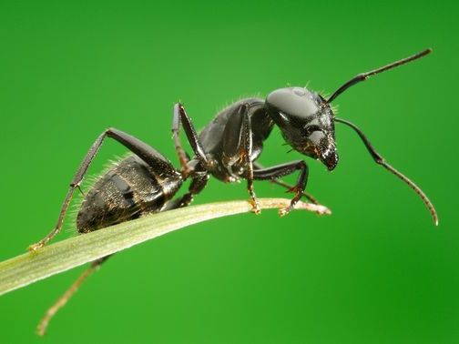 Все о муравьях в Мурманске | ЗооТом портал о животных