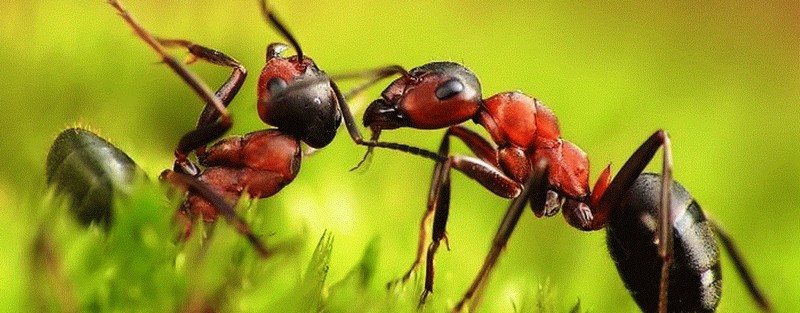 Все о муравьях в Мурманске | ЗооТом портал о животных