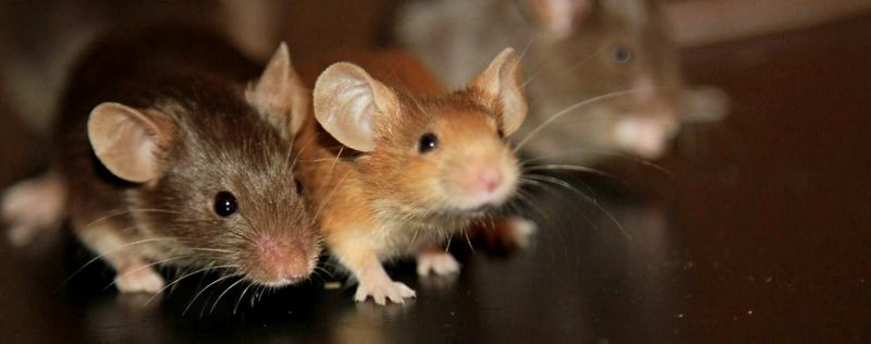 Все о мышах в Мурманске | ЗооТом - продажа, вязка и услуги для животных в Мурманске