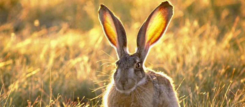 Все о зайцах | ЗооТом - продажа, вязка и услуги для животных в Мурманске