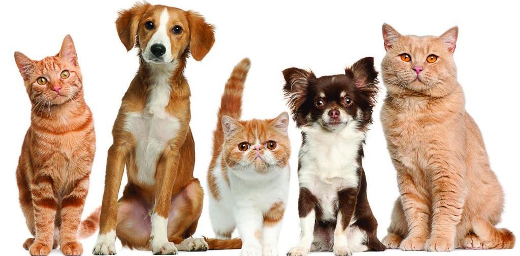 Доска объявлений о животных | ЗооТом - продажа, вязка и услуги для животных в Мурманске