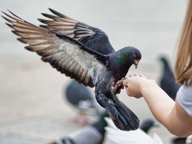 Все о голубях | ЗооТом - продажа, вязка и услуги для животных в Мурманске