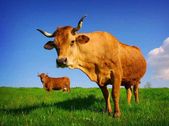 Все о коровах в Мурманске | ЗооТом портал о животных