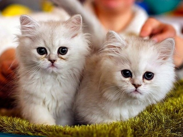 Породы кошек в Мурманске | ЗооТом портал о животных