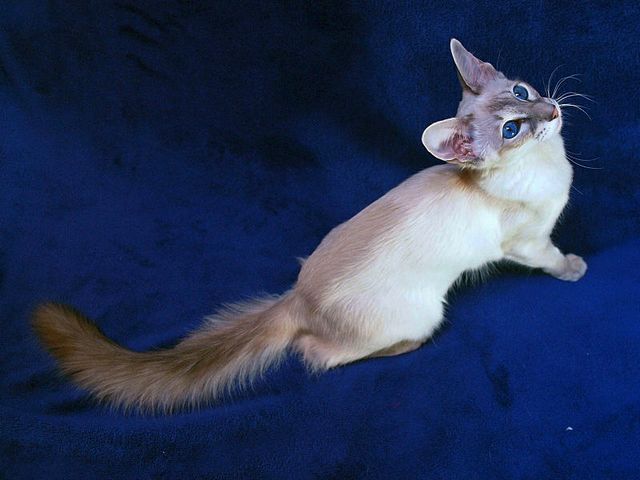 Выведенные породы кошек в Мурманске | ЗооТом портал о животных