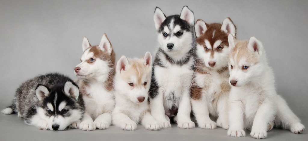 Объявления о собаках | ЗооТом - продажа, вязка и услуги для животных в Мурманске