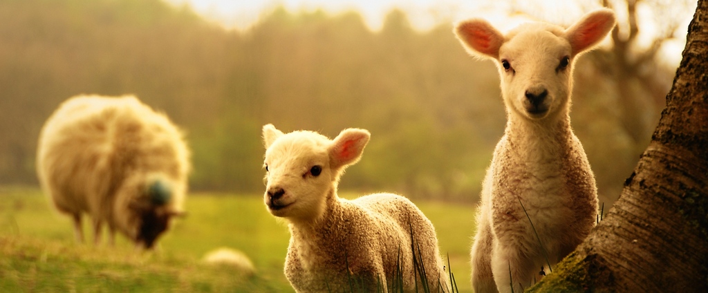 Объявления о сельскохозяйственных животных | ЗооТом - продажа, вязка и услуги для животных в Мурманске