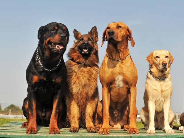 Крупные породы собак в Мурманске | ЗооТом портал о животных