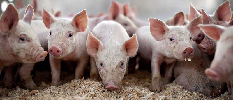 Все о свиньях в Мурманске | ЗооТом портал о животных