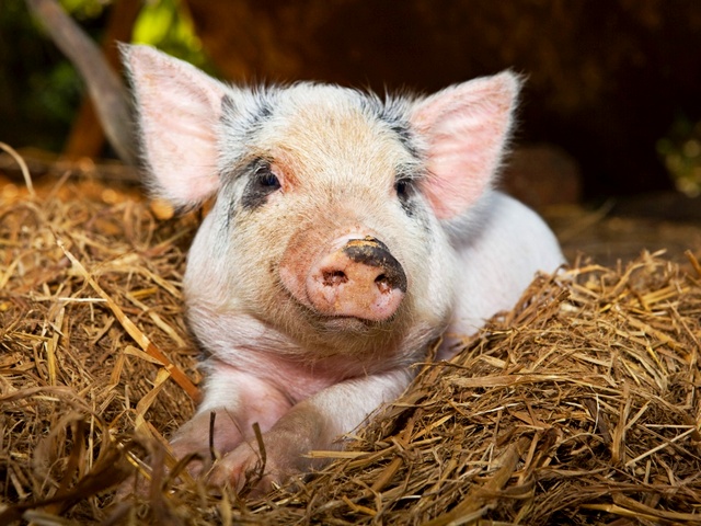 Все о свиньях в Мурманске | ЗооТом портал о животных
